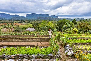 A farmer working in farm overlooking Vinales Valley, Pinar del Rio Province, Cuba A farmer working in farm overlooking Vinales Valley, Pinar del Rio Province, Cuba