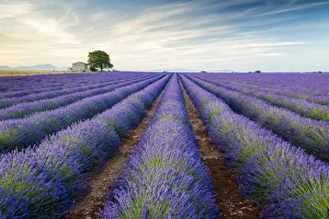 Farmhouse & Tree in Field of Lavender, Provence, France Farmhouse & Tree in Field of Lavender, Provence, France