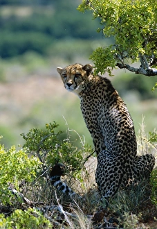 A female cheetah rests in the shade at Kwandwe Private Game Reserve A female cheetah rests in the shade at Kwandwe Private Game Reserve