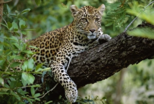 A female Leopard (Panthera pardus) rests in the shade A female Leopard (Panthera pardus) rests in the shade
