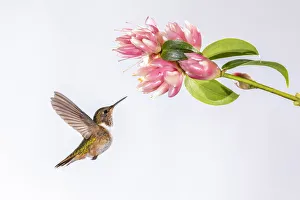 Female Volcano Hummingbird (Selasphorus flammula) feeding on Cavendishia flower in Female Volcano Hummingbird (Selasphorus flammula) feeding on Cavendishia flower in
