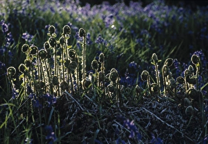 Early Spring Plants Prints: Ferns, Spring