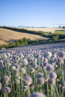 A field full of garlic flowers near Urbisaglia, Macerata district, Marche, Italy A field full of garlic flowers near Urbisaglia, Macerata district, Marche, Italy
