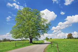 Germany Scenic Views Prints: Field path with lime tree - Germany, Bavaria, Upper Bavaria, Weilheim-Schongau, Penzberg