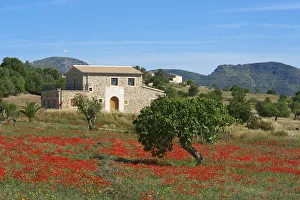 Finca, Poppy Blossom, Majorca, Balearics, Spain Finca, Poppy Blossom, Majorca, Balearics, Spain