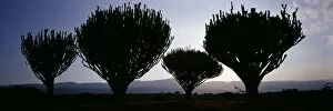 Naivasha Collection: A fine stand of Euphorbia trees