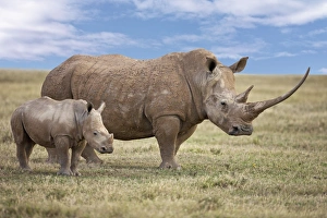 A fine White rhino mother and calf in Solio Game Ranch A fine White rhino mother and calf in Solio Game Ranch