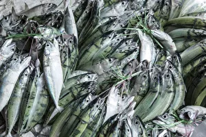 Fish displayed in the market in Victoria, Mahe, Seychelles Fish displayed in the market in Victoria, Mahe, Seychelles