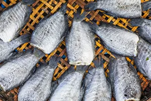 Fish for sale at Mueang Mai Market, Chiang Mai, Northern Thailand, Thailand Fish for sale at Mueang Mai Market, Chiang Mai, Northern Thailand, Thailand