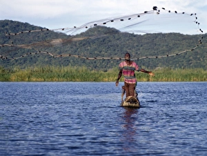 A fisherman in a dugout canoe casts his net in the Shire River A fisherman in a dugout canoe casts his net in the Shire River