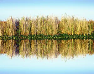 Florida, Everglades National Park, Sawgrass Reflection, Abundant In the Wet Marshes Florida, Everglades National Park, Sawgrass Reflection, Abundant In the Wet Marshes
