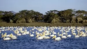 Naivasha Collection: A flotilla of Great White Pelicans