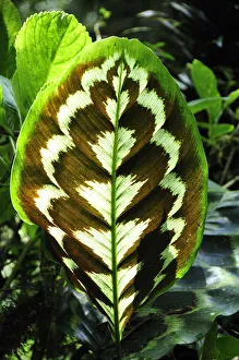 Flower leaf at Sitio Barrilles archeological site, Panama, Central America Flower leaf at Sitio Barrilles archeological site, Panama, Central America