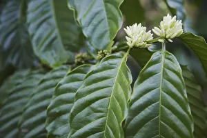 Flowers on coffee tree, Kalitakir Plantation, Kalibaru, Java, Indonesia Flowers on coffee tree, Kalitakir Plantation, Kalibaru, Java, Indonesia