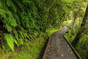 Temperate Rainforest Prints: Footpath Through Temperate Rain Forest, Lake Matheson, South Island, New Zealand