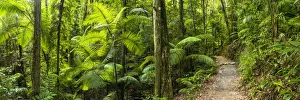 Footpath Through Tropical Forest, Eungella National Park, Queensland, Australia Footpath Through Tropical Forest, Eungella National Park, Queensland, Australia