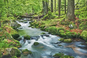 Bavaria Forest Landscape Prints: Forest brook through beech forest - Germany, Bavaria, Lower Bavaria, Freyung-Grafenau