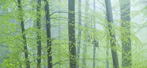 Forest immersed in fog during spring, Slovenia Forest immersed in fog during spring, Slovenia