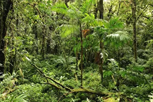 Forest at Parque Nacional de Amistad near Boquete, Panama, Central America Forest at Parque Nacional de Amistad near Boquete, Panama, Central America