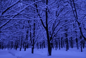 Russian Winter Scenery Prints: Forest in winter