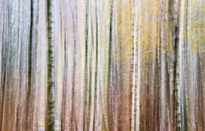 Abstract Prints: Abstract impression of trees Print