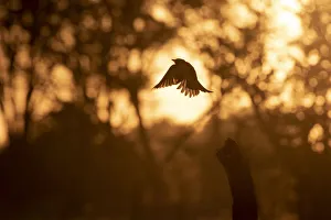 Fork Tailed Drongo in flight, Okavango Delta, Botswana Fork Tailed Drongo in flight, Okavango Delta, Botswana