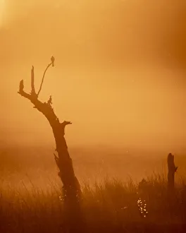 Fork Tailed Drongo Print, Okavango Delta Sunset