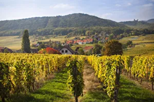 France, Bas-Rhin, Alsace Region, Alasatian Wine Route, Mittelbergheim, vineyard, autumn France, Bas-Rhin, Alsace Region, Alasatian Wine Route, Mittelbergheim, vineyard, autumn