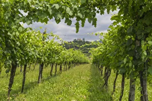 Franciacorta, Lombardy, Italy. Green vineyards Franciacorta, Lombardy, Italy. Green vineyards