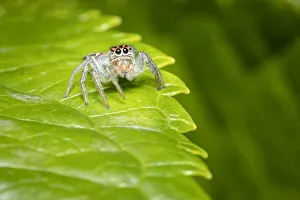 Frigga sp., jumping spider, Lowland rainforest, Costa Rica Frigga sp., jumping spider, Lowland rainforest, Costa Rica