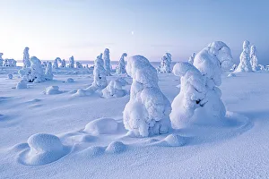 Lapland Winter Landscape Prints: Frozen trees in deep snow after a blizzard
