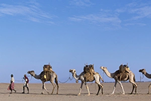 Gabbra tribesmen lead their camel train across the Chalbi Desert Gabbra tribesmen lead their camel train across the Chalbi Desert