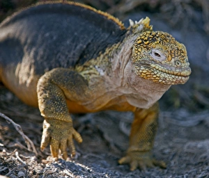 Galapagos Islands, A land iguana on South Plaza island Galapagos Islands, A land iguana on South Plaza island
