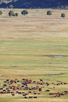 A gaucho moves a herd of cows through the laguna Terraplen valley, Trevelin, Chubut, Patagonia, Argentina A gaucho moves a herd of cows through the laguna Terraplen valley, Trevelin, Chubut, Patagonia, Argentina