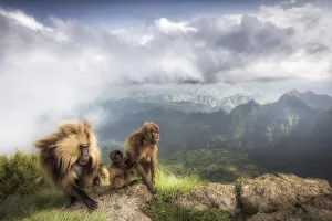 Gelada baboon family in Simien Mountains National Park, Northern Ethiopia Gelada baboon family in Simien Mountains National Park, Northern Ethiopia