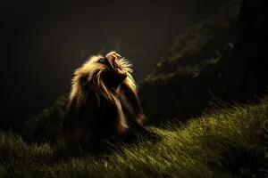 Gelada baboon silhouette in Simien Mountains National Park, Northern Ethiopia Gelada baboon silhouette in Simien Mountains National Park, Northern Ethiopia