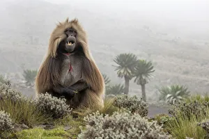 Gelada baboon in Simien Mountains National Park, Northern Ethiopia Gelada baboon in Simien Mountains National Park, Northern Ethiopia