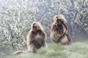 Gelada baboons in Simien Mountains National Park, Ethiopia Gelada baboons in Simien Mountains National Park, Ethiopia