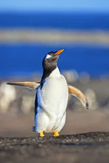 Gentoo Penguin Ballet Print, Falkland Islands