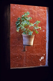 Indoor Plants Prints: Detail of a geranium pot through a window
