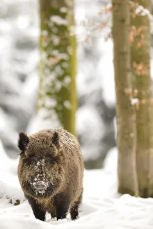 Germany , Bavaria, The Boar advances in the woods after a snowfall Germany , Bavaria, The Boar advances in the woods after a snowfall