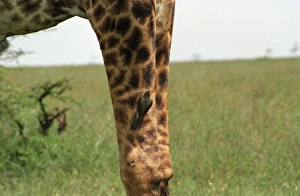 Mammal Photography Prints: Giraffe (Giraffa camelopardalis)