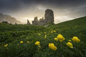 Some globeflowers catching the first light of the day on a summer morning under the Cinque Torri Some globeflowers catching the first light of the day on a summer morning under the Cinque Torri