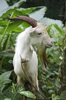 Images Dated 22nd August 2006: A goat in Sao Tome and Principe
