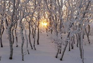 Gold sun between trees, Abisko, Kiruna, Sweden, Europe Gold sun between trees, Abisko, Kiruna, Sweden, Europe
