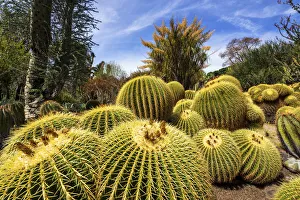 Golden Barrel Cacti in Desert Garden, Huntington Botanical Gardens, San Marino, California Golden Barrel Cacti in Desert Garden, Huntington Botanical Gardens, San Marino, California