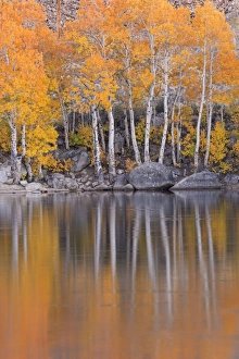 Golden coloured fall foliage and reflections on the shores of Intake 2 lake in the Eastern Sierras Golden coloured fall foliage and reflections on the shores of Intake 2 lake in the Eastern Sierras