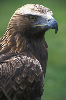 Bird Of Prey Pictures Prints: Golden Eagle