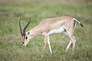 Grant's Gazelle (Nanger granti), Serengeti National Park, Tanzania Grant's Gazelle (Nanger granti), Serengeti National Park, Tanzania