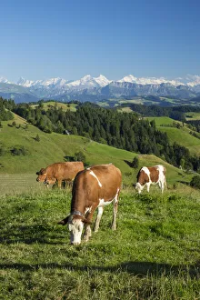 Grazing cows, Emmental Valley and Swiss alps in the background, Berner Oberland Grazing cows, Emmental Valley and Swiss alps in the background, Berner Oberland